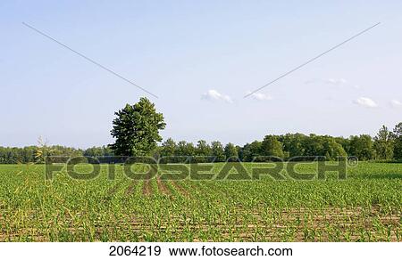Cornfield Disappearing Into Tree Line And Blue Sky, Flamborough, Ontario View Large Photo Image Stock Photo - Cornfield Disappearing Into Tree Line And Blue Sky, Flamborough, Ontario. Fotosearch