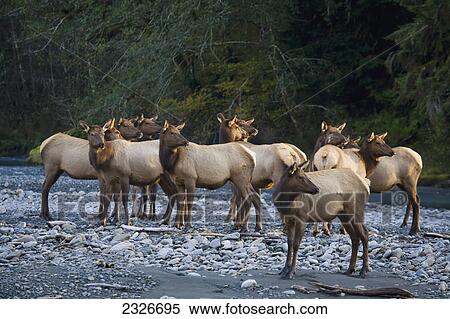 Stock Photography - Cow elk (cervus canadensis) in the evening light; Washington united states of america. Fotosearch