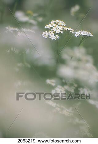 Stock Photo - Cow Parsnip, Alberta, Canada. Fotosearch