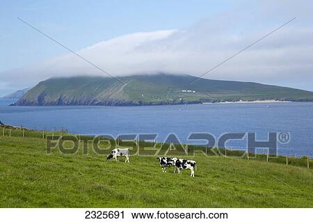 Cows grazing in a field along the coast on blasket sound in the blasket islands; County kerry ireland View Large Photo Image Stock Image - Cows grazing in a field along the coast on blasket sound in the blasket islands; County kerry ireland. Fotosearch