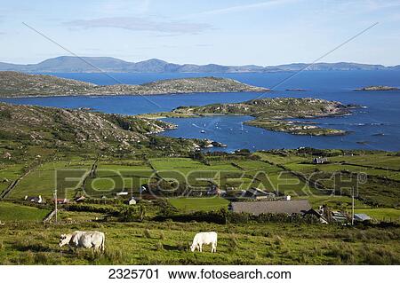 Stock Image - Cows grazing in a field with a view of derrynane harbour near caherdaniel from the ring of kerry; County kerry ireland. Fotosearch