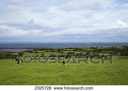 Cows grazing on a field near ballyvaghan; County clare ireland View Large Photo Image Stock Photo - Cows grazing on a field near ballyvaghan; County clare ireland. Fotosearch