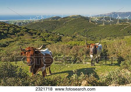 Cows In A Field With Numerous Wind Turbines In The Background; Tarifa Cadiz Andalusia Spain View Large Photo Image Stock Photo - Cows In A Field With Numerous Wind Turbines In The Background; Tarifa Cadiz Andalusia Spain. Fotosearch