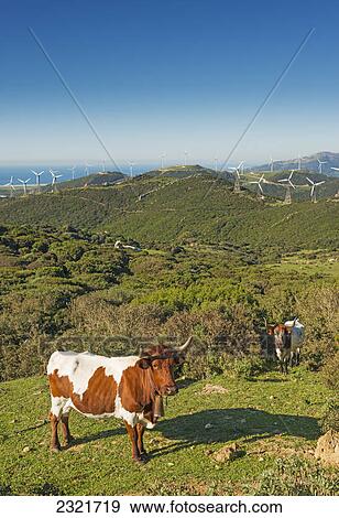 Cows In A Field With Numerous Wind Turbines In The Background; Tarifa Cadiz Andalusia Spain View Large Photo Image Stock Photo - Cows In A Field With Numerous Wind Turbines In The Background; Tarifa Cadiz Andalusia Spain. Fotosearch