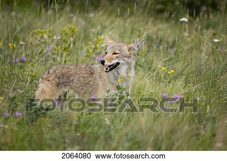 Coyote In Field In Rocky Mountain Foothills, Waterton Lakes National Park, Alberta, Canada. View Large Photo Image Stock Image - Coyote In Field In Rocky Mountain Foothills, Waterton Lakes National Park, Alberta, Canada.. Fotosearch