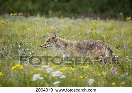 Stock Photo - Coyote In Field In Rocky Mountain Foothills, Waterton Lakes National Park, Alberta, Canada.. Fotosearch