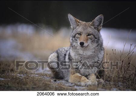 Stock Photograph - Coyote Resting In Winter Grass, Snowing Lightly, Kananaskis, Alberta. Fotosearch