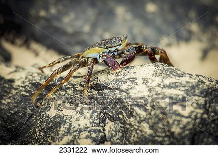 Stock Image - Crab on a rock in praia sancho; Fernando de noronha pernambuco brazil. Fotosearch