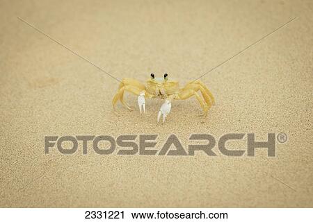 Crab on the sand in praia sancho; Fernando de noronha pernambuco brazil View Large Photo Image Stock Image - Crab on the sand in praia sancho; Fernando de noronha pernambuco brazil. Fotosearch