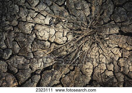 Cracked dry ground around a dead clump of grass; Alberta canada View Large Photo Image Stock Image - Cracked dry ground around a dead clump of grass; Alberta canada. Fotosearch