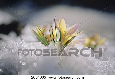 Crocus Blooms After Fresh Snowfall, Whistler, Bc View Large Photo Image Stock Photography - Crocus Blooms After Fresh Snowfall, Whistler, Bc. Fotosearch