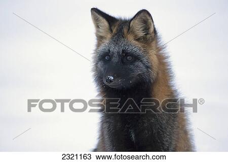 Stock Image - Cross Fox (Vulpes Vulpes); Churchill Manitoba Canada. Fotosearch