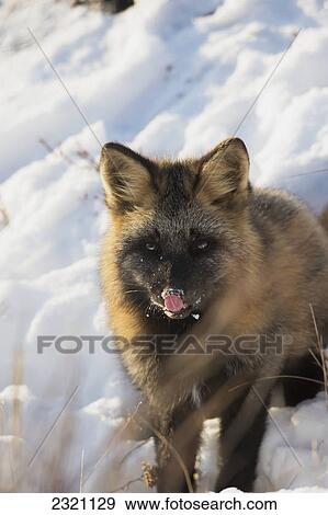 Stock Photo - Cross Fox (Vulpes Vulpes) Licking His Lips; Churchill Manitoba Canada. Fotosearch