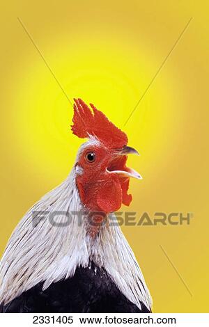 Stock Photography - Crowing rooster; British columbia canada. Fotosearch