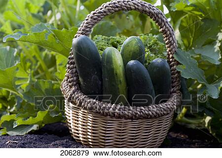Stock Photo - Cucumbers In Basket, Organic Garden, Manitoba, Canada. Fotosearch