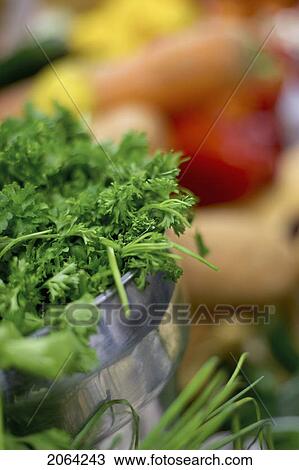Curly Parsley In Stainless Steel Bowl With Chives, Squash, And Red Pepper View Large Photo Image Stock Image - Curly Parsley In Stainless Steel Bowl With Chives, Squash, And Red Pepper. Fotosearch