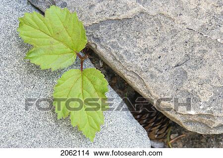 Picture - Currant Leaves Near Nordegg, Alberta, Canada. Fotosearch