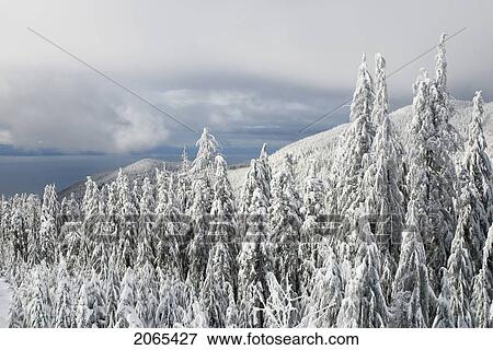 Cypress Ski Resort, West Vancouver View Large Photo Image Stock Photo - Cypress Ski Resort, West Vancouver. Fotosearch
