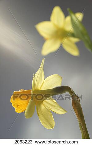 Daffodils, Canada, Alberta View Large Photo Image Stock Image - Daffodils, Canada, Alberta. Fotosearch