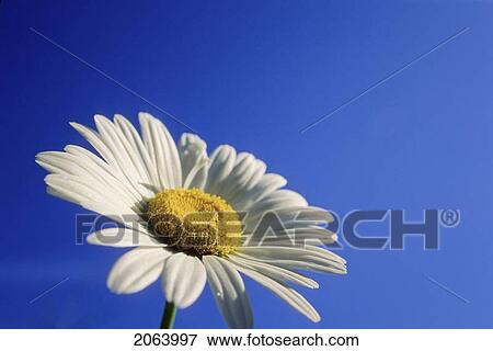 Stock Photo - Daisy Against Blue Sky, Whistler, Bc. Fotosearch