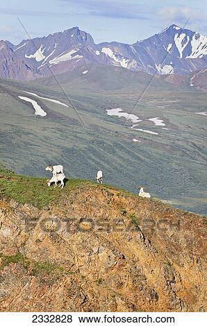 Dall Sheep (Ovus dalli) rams with high mountains in background at Polychrome Pass in Denali National Park, Alaska View Large Photo Image Stock Photo - Dall Sheep (Ovus dalli) rams with high mountains in background at Polychrome Pass in Denali National Park, Alaska. Fotosearch