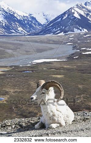 Stock Image - Dall Sheep Ram (Ovus dalli) resting on roadside at Polychrome Pass with Alaska Range Mountains in the background in Denali National Park, Alaska. Fotosearch