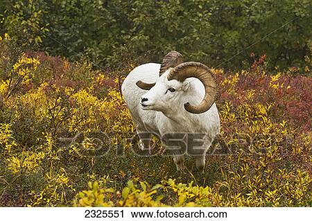 Stock Image - Dall's sheep (ovis dalli) ram looks up from feeding on diamondleaf willow (salix pulchra) in shrub tundra in autumn denali national park; Alaska united states of america. Fotosearch