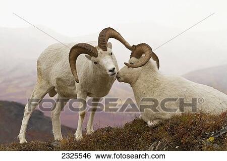 Dall's sheep (ovis dalli) ram nuzzling resting ram on rocky ridge in alpine tundra with snow falling lightly in autumn denali national park; Alaska united states of america View Large Photo Image Stock Photograph - Dall's sheep (ovis dalli) ram nuzzling resting ram on rocky ridge in alpine tundra with snow falling lightly in autumn denali national park; Alaska united states of america. Fotosearch