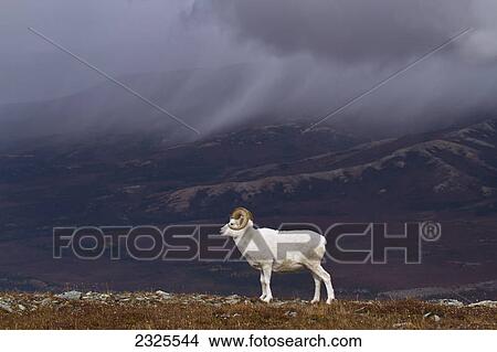 Picture - Dall's sheep (ovis dalli) ram standing on ridge top in alpine tundra in autumn with snow clouds in background denali national park; Alaska united states of america. Fotosearch