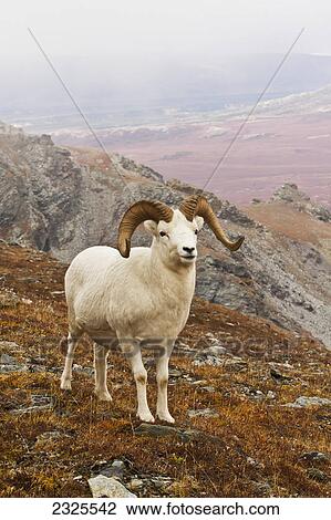 Dall's sheep (ovis dalli) ram standing on ridge top in autumn with light snow falling denali national park; Alaska united states of america View Large Photo Image Stock Image - Dall's sheep (ovis dalli) ram standing on ridge top in autumn with light snow falling denali national park; Alaska united states of america. Fotosearch