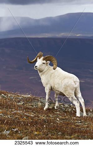 Stock Image - Dall's sheep (ovis dalli) ram standing on ridge top in alpine tundra in autumn with snow clouds in background denali national park; Alaska united states of america. Fotosearch