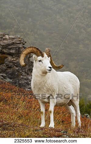 Stock Image - Dall's sheep (ovis dalli) ram standing near rock outcrop on ridge in alpine tundra in autumn denali national park; Alaska united states of america. Fotosearch