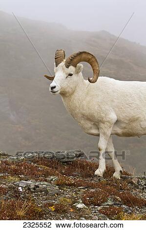 Dall's sheep (ovis dalli) ram walking on ridge in alpine tundra in autumn denali national park; Alaska united states of america View Large Photo Image Stock Image - Dall's sheep (ovis dalli) ram walking on ridge in alpine tundra in autumn denali national park; Alaska united states of america. Fotosearch
