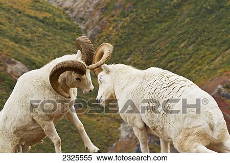 Stock Photography - Dall's sheep (ovis dalli) rams butting heads in autumn denali national park; Alaska united states of america. Fotosearch