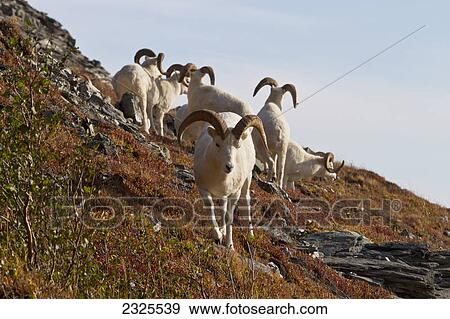 Stock Photo - Dall's sheep (ovis dalli) rams on a ridge in autumn denali national park; Alaska united states of america. Fotosearch