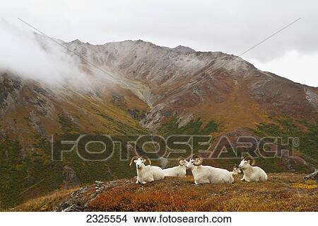 Picture - Dall's sheep (ovis dalli) rams resting on alpine tundra on ridge in autumn denali national park; Alaska united states of america. Fotosearch
