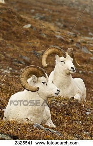 Stock Image - Dall's sheep (ovis dalli) rams resting on meadow in autumn denali national park; Alaska united states of america. Fotosearch