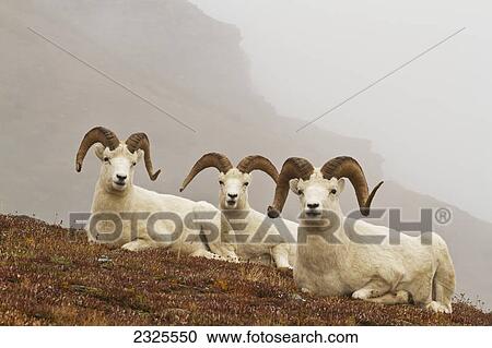 Stock Image - Dall's sheep (ovis dalli) rams resting on rocky ridge in alpine tundra in autumn denali national park; Alaska united states of america. Fotosearch