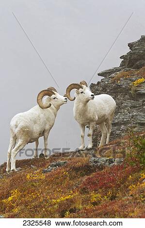 Stock Photo - Dall's sheep (ovis dalli) rams standing by rock outcrop in alpine tundra with snow lightly falling in autumn denali national park; Alaska united states of america. Fotosearch