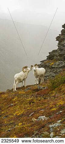 Dall's sheep (ovis dalli) rams standing by rock outcrop in alpine tundra in autumn denali national park; Alaska united states of america View Large Photo Image Stock Photo - Dall's sheep (ovis dalli) rams standing by rock outcrop in alpine tundra in autumn denali national park; Alaska united states of america. Fotosearch