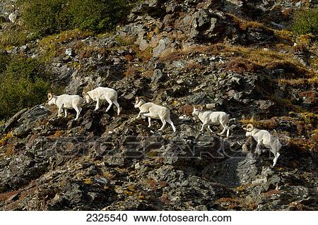 Dall's sheep (ovis dalli) rams walking across rocky ridge on side of mountain in autumn denali national park; Alaska united states of america View Large Photo Image Stock Image - Dall's sheep (ovis dalli) rams walking across rocky ridge on side of mountain in autumn denali national park; Alaska united states of america. Fotosearch