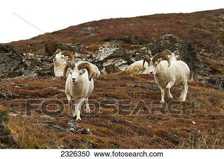 Stock Image - Dall's sheep (ovis dalli) rams walking on rocky ridge in alpine tundra in autumn denali national park; Alaska united states of america. Fotosearch