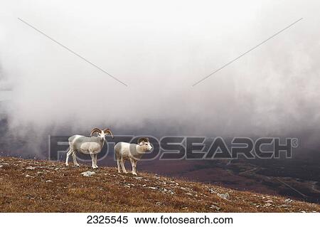 Dall's sheep (ovis dalli) rams walking on rocky ridge in alpine tundra in autumn with snow clouds overhead denali national park; Alaska united states of america View Large Photo Image Stock Photography - Dall's sheep (ovis dalli) rams walking on rocky ridge in alpine tundra in autumn with snow clouds overhead denali national park; Alaska united states of america. Fotosearch
