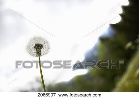 Dandelion, Chamonix, France View Large Photo Image Stock Photo - Dandelion, Chamonix, France. Fotosearch
