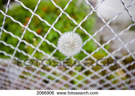 Dandelion Growing Out Of A Wire Fence, Chamonix, France View Large Photo Image Stock Photograph - Dandelion Growing Out Of A Wire Fence, Chamonix, France. Fotosearch