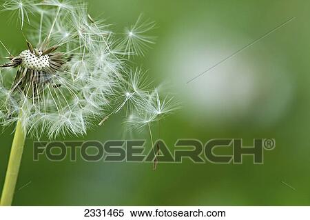 Dandelion (taraxacum) seeds floating up into the sky in summertime; Palmer alaska united states of america View Large Photo Image Stock Photography - Dandelion (taraxacum) seeds floating up into the sky in summertime; Palmer alaska united states of america. Fotosearch