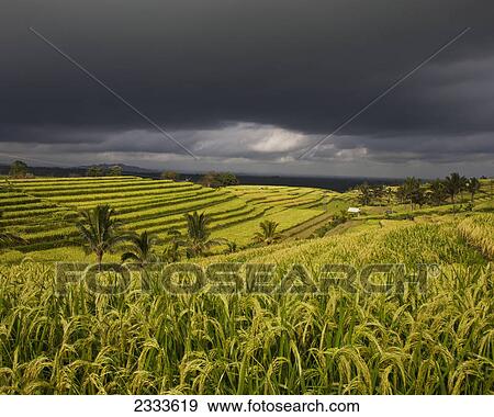 Stock Photo - Dark clouds passing over the beautiful rice fields of jatiluwih; Bali indonesia. Fotosearch