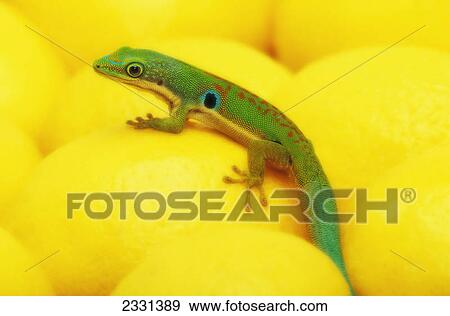 Stock Photo - Day gecko on ear of yellow corn; British columbia canada. Fotosearch