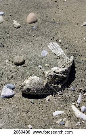 Dead Fish On Beach, Ontario View Large Photo Image Stock Photo - Dead Fish On Beach, Ontario. Fotosearch