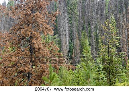Dead Lodgepole Pine, As A Result Of The Mountain Pine Beetle. Manning Provincial Park, B. C. View Large Photo Image Stock Photo - Dead Lodgepole Pine, As A Result Of The Mountain Pine Beetle. Manning Provincial Park, B. C.. Fotosearch